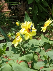 Xylocopa aestuans