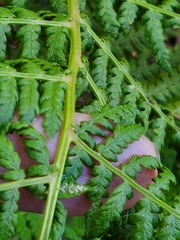 Athyrium filix-femina