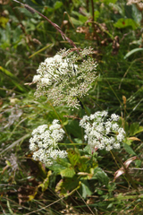 Peucedanum ostruthium