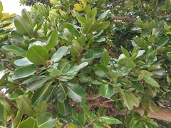 Calophyllum inophyllum