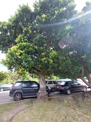 Calophyllum inophyllum