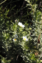 Osmitopsis asteriscoides
