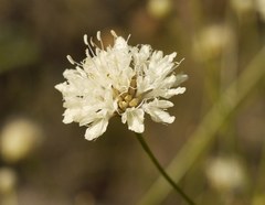 Cephalaria uralensis
