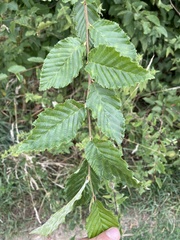 Carpinus betulus