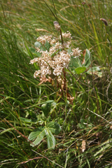 Peucedanum ostruthium