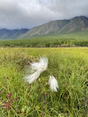 Eriophorum