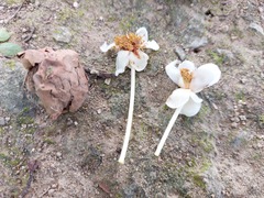 Calophyllum inophyllum