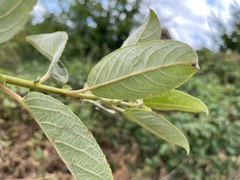 Salix caprea