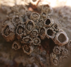 Hexanauplia
