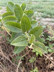 Salix caprea
