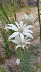 Actinotus helianthi