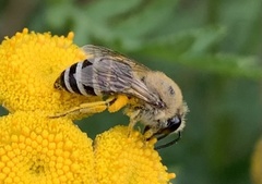Colletes