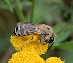 Colletes