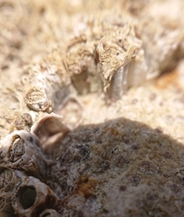 Hexanauplia