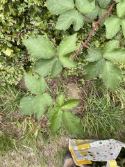Rubus