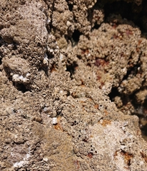 Hexanauplia