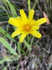 Microseris walteri