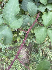 Rubus