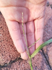 Digitaria sanguinalis
