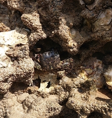 Pachygrapsus marmoratus