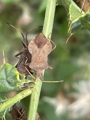 Coreus marginatus