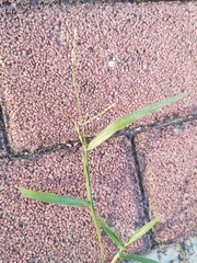 Digitaria sanguinalis