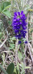 Veronica spicata