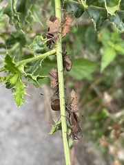 Coreus marginatus