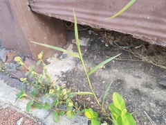 Digitaria sanguinalis