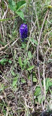 Veronica spicata