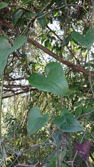 Smilax aspera