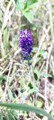 Veronica spicata