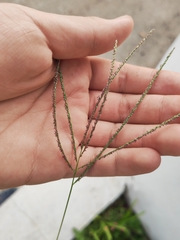 Digitaria ciliaris