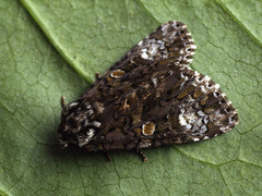 Craniophora ligustri