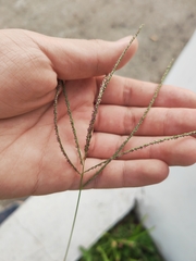 Digitaria ciliaris
