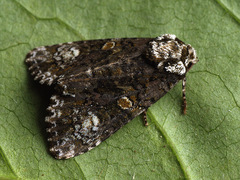 Craniophora ligustri