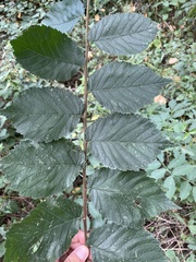 Ulmus minor
