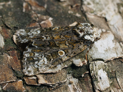 Craniophora ligustri