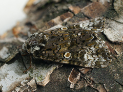 Craniophora ligustri