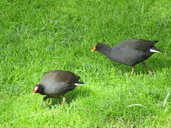Gallinula tenebrosa