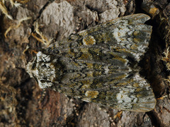 Craniophora ligustri