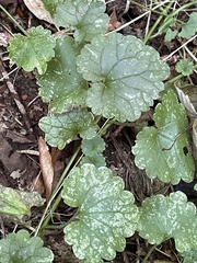Glechoma hederacea