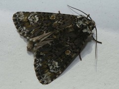Craniophora ligustri