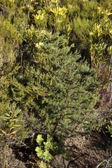 Asparagus rubicundus