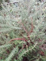 Erica arborea