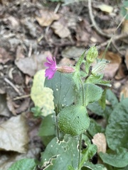 Silene dioica