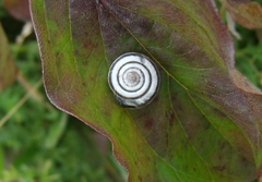 Helicella itala