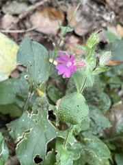Silene dioica