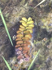 Salvinia natans