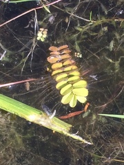 Salvinia natans